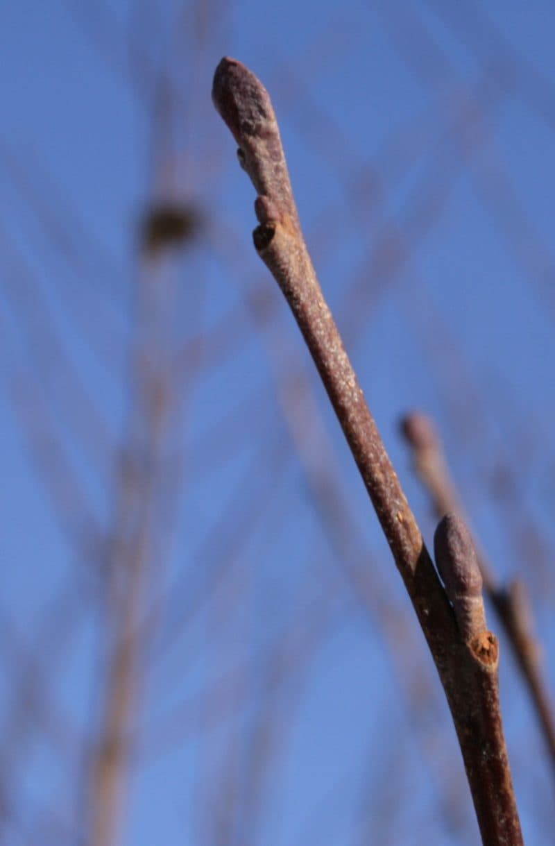 Bourgeons d'aulne glutineux au bout d'un rameau, en hiver