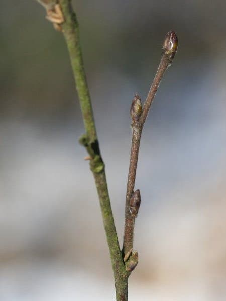 Bourgeons de bouleau pubescent sur un rameau, fin d'hiver