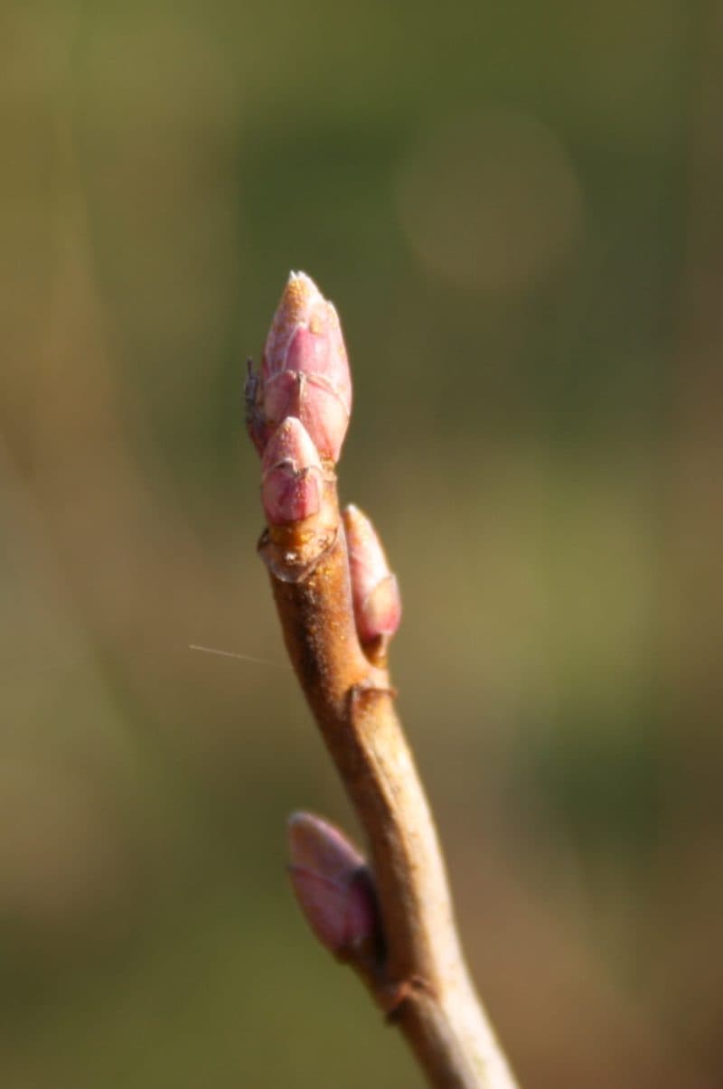 Bourgeons de cassis (Ribes nigrum) au printemps