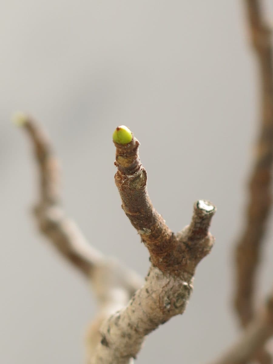 Premier petit bourgeon vert de figuier